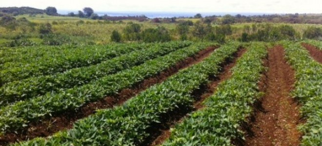 Sandıklı'da Patates Ekim Alanları Azalıyor