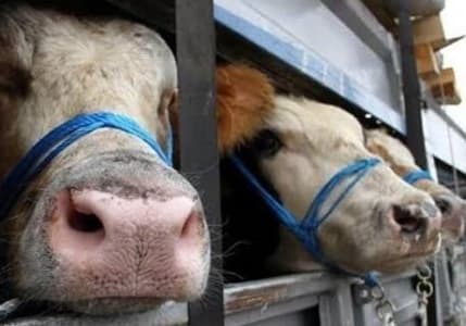 Şap hastalığı paniği: Tokat’ta hayvan pazarı süresiz kapatıldı