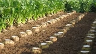 Şeker Fabrikaları Zararının Sorumlusu Tarım Politikaları