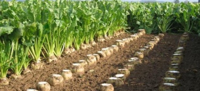 Şeker Fabrikasının Özelleştirilmemesi İçin İmza Kampanyası