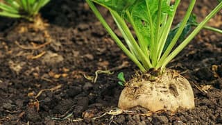 Şeker pancarı alım fiyatları yükseltildi