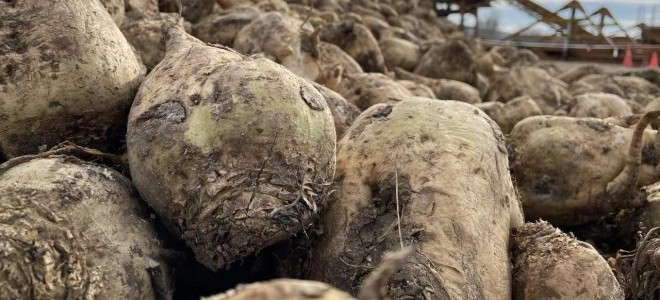 Şekerde 2026-2027 dönemi kotaları belirlendi