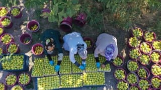 Sıcak hava kuru incirde hasadı öne çekti