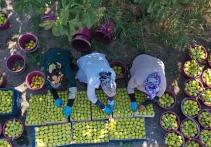 Sıcak hava kuru incirde hasadı öne çekti