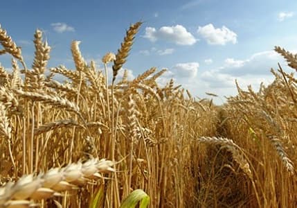 Sıcaklar ve Kuraklık Buğdayı Etkiledi, Verim Yüzde 50 Düştü