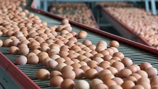 Sofralık yumurta ihracatında 1,5 dolarlık fon kesintisi kararı kaldırıldı