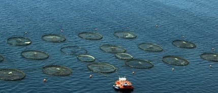 Su ürünleri üretiminde Cumhuriyet tarihinin rekoru kırıldı