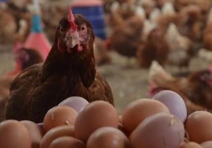 Şubat ayında tavuk eti, süt ve yumurta üretimi azaldı