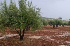 Suriye'nin kısıtlı su kaynakları zeytinyağı ihracatıyla daha da tükeniyor