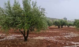 Suriye'nin kısıtlı su kaynakları zeytinyağı ihracatıyla daha da tükeniyor