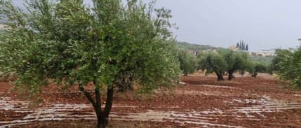 Suriye'nin kısıtlı su kaynakları zeytinyağı ihracatıyla daha da tükeniyor