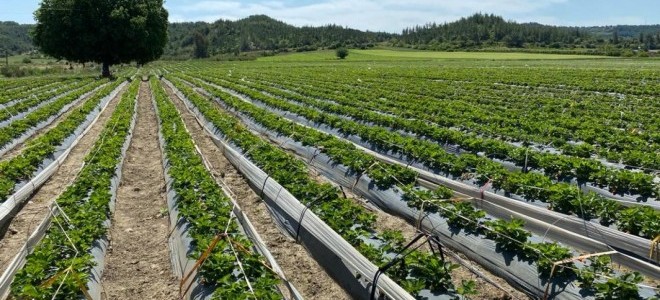 Etkin kullanılan tarım arazilerinin desteklenmesine ilişkin karar Resmi Gazete’de