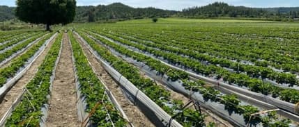 Etkin kullanılan tarım arazilerinin desteklenmesine ilişkin karar Resmi Gazete’de