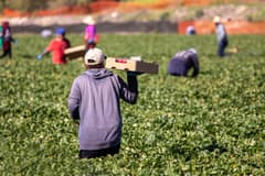 Tarım işçilerine en yüksek ödeme yapılan iller belli oldu