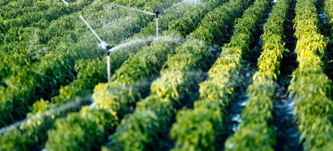 Tarım ÜFE ağustosta %19,7 yükseldi