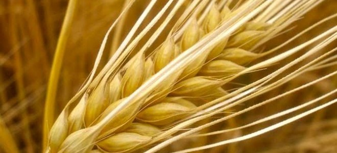 Tarım ürünleri üretici fiyatları Ekim’de %1,7 arttı