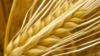 Tarım ürünleri üretici fiyatları Ekim’de %1,7 arttı