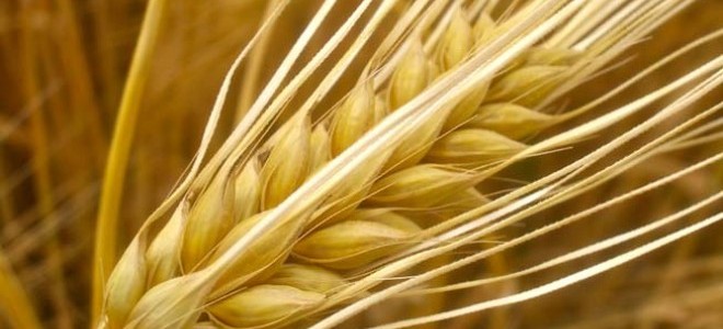 Tarım ürünleri üretici fiyatları Kasım’da %1,,76 arttı