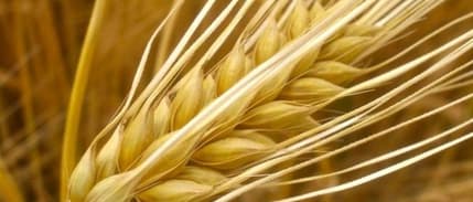 Tarım ürünleri üretici fiyatları Kasım’da %1,,76 arttı