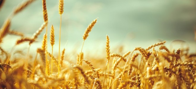 Tarım ürünleri üretici fiyatları Mayıs’ta arttı