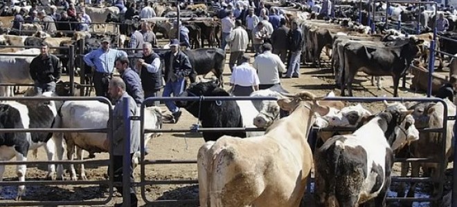 Tarım ve Orman Bakanlığı: ''Yapay etle ilgili teşvik de mevzuat da yok''