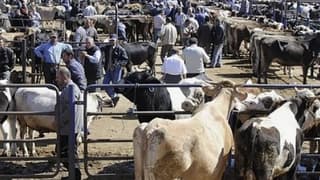 Tarım ve Orman Bakanlığı: ''Yapay etle ilgili teşvik de mevzuat da yok''