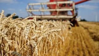 Tarımsal Girdi Fiyat Endeksi ağustosta arttı