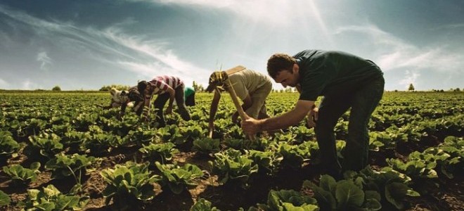 Tarımsal Girdi Fiyat Endeksi nisanda arttı