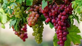 Tariş Başkanı Şen'den üzüm üreticilerine analiz uyarısı