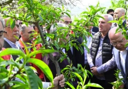 TARSİM poliçesi olmayan üreticilere de destek geliyor