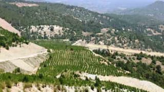 Tavşanlı'da maden sahaları meyve bahçelerine dönüşüyor