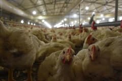 Tavuk eti fiyatlarına bayram öncesi yüzde 25 zam