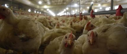 Tavuk eti fiyatlarına bayram öncesi yüzde 25 zam