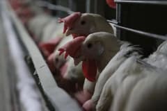 Tavuk eti ihracatı yasaklanmıştı: Ticaret Bakanlığı kararın gerekçesini açıkladı