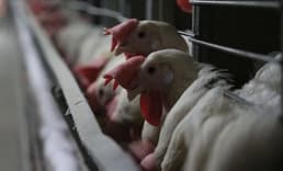 Tavuk eti ihracatı yasaklanmıştı: Ticaret Bakanlığı kararın gerekçesini açıkladı