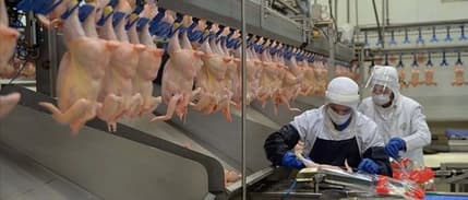 Tavuk eti ihracatına sınırlama getirildi