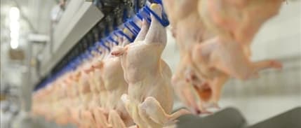 Tavuk eti üretimi ağustosta yıllık bazda yüzde 5,6 arttı