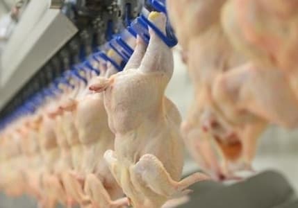 Tavuk eti üretimi ağustosta yıllık bazda yüzde 5,6 arttı