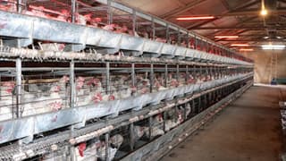 Tavuk eti üretimi kasımda yıllık bazda yüzde 7,9 arttı