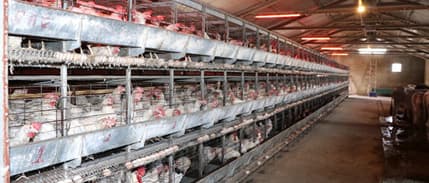 Tavuk eti üretimi kasımda yıllık bazda yüzde 7,9 arttı