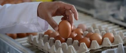 Tavuk eti ve yumurta üretimi martta arttı