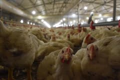Tavuk ürünleri ihracatı durduruldu