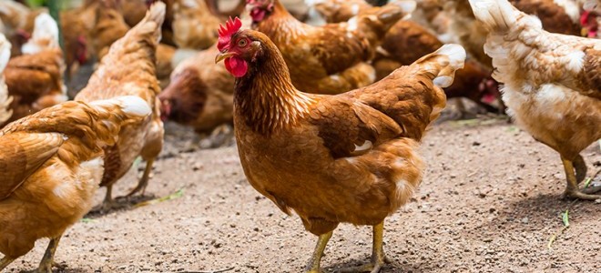 Tavuk Yetiştiricileri, Maliyetlerdeki Artış Nedeniyle Dertli