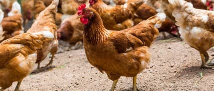 Tavuk Yetiştiricileri, Maliyetlerdeki Artış Nedeniyle Dertli