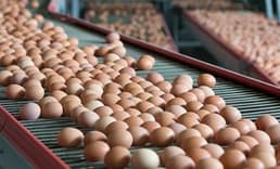 Tayvan'a ihraç edilen yumurtalara ilişkin inceleme başlatıldı