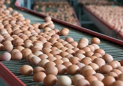 Tayvan'a ihraç edilen yumurtalara ilişkin inceleme başlatıldı