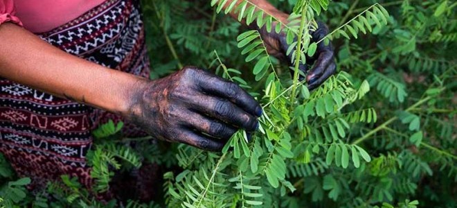 Tekstil sektöründe sentetik boyaya alternatif olarak görülen bitki Türkiye'de yetiştirildi