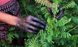 Tekstil sektöründe sentetik boyaya alternatif olarak görülen bitki Türkiye'de yetiştirildi