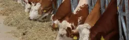 Temmuz ayı çiğ süt üretim maliyetleri açıklandı