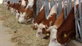Temmuz ayı çiğ süt üretim maliyetleri açıklandı